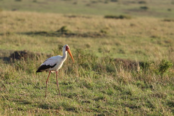 Cigogne birds in the african savannah.