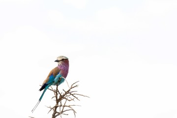 A lilac breasted roller on tree top