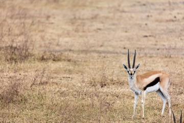 A Thomson's gazelle standing in the grass plain