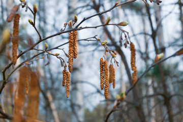 Catkins on the background of forest trees macro photo.