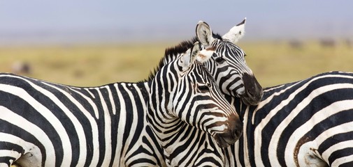 Two zebras standing together