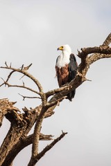 A fish eagle standing on the tree