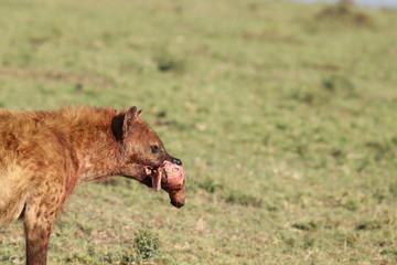 Spotted hyena carrying an unborn impala head in the african savannah.