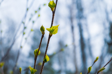 Blossoming buds and green young leaves at background of spring forest