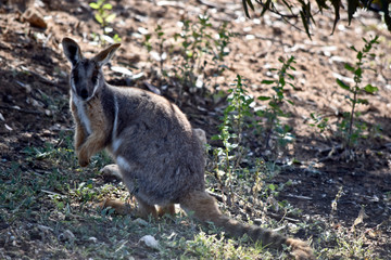 the yellow footed rock wallaby is in the shadows
