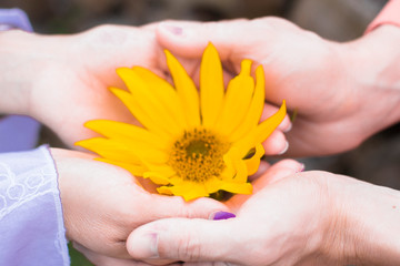 yellow flower in the boats of two lovers