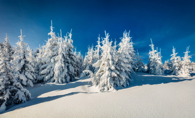 Exciting winter view of  mountain forest with snow covered fir trees, Carpathians, Ukraine, Europe. Bright outdoor scene, Happy New Year celebration concept.