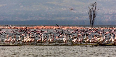 A flock of flamingos at Lake Nakuru © Fei
