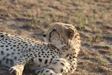 Cheetah face closeup.