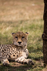 Fototapeta na wymiar A cheetah under a tree