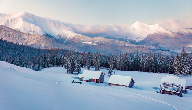 Frosty winter sunrise in Carpathian mountains with snow covered fir trees. Splendid outdoor panorama, Happy New Year celebration concept.