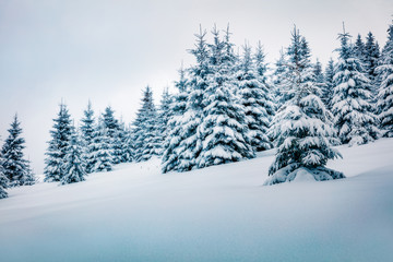Cold winter morning in mountain forest with snow covered fir trees. Picturesque outdoor scene of Carpathian mountains. Beauty of nature concept background.