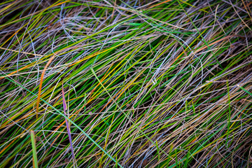 colorful grass background