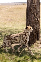 A cheetah under a tree