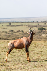 Naklejka na ściany i meble A topi standing in the grass plain of Masai Mara
