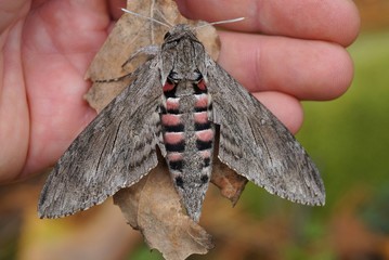 one big gray nocturnal butterfly sits on a dry leaf and fingers