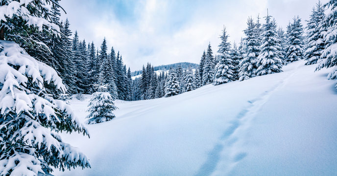 Panoramic winter view of mountain forest with snow covered fir trees. Wonderful outdoor scene, Happy New Year celebration concept. Beauty of nature concept background.