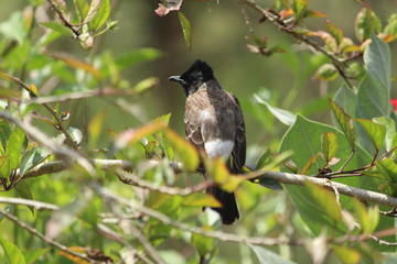 Red Vented Bulbul bird sitting on the tree