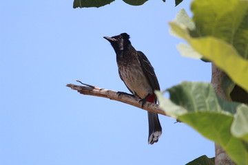 Red Vented Bulbul bird sitting on the tree