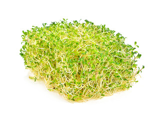 Alfalfa sprout on white background