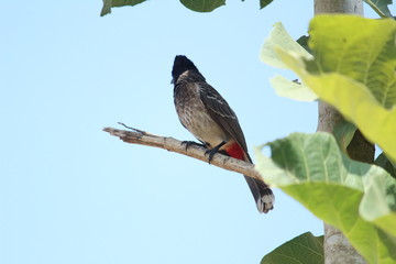 Red Vented Bulbul bird sitting on the tree