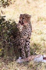 A cheetah with a kill