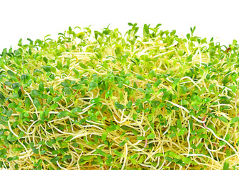 Alfalfa sprout on white background