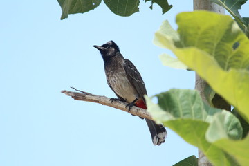 Red Vented Bulbul bird sitting on the tree