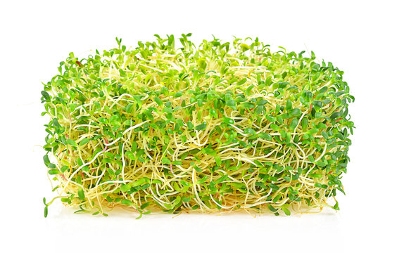 Alfalfa Sprout On White Background