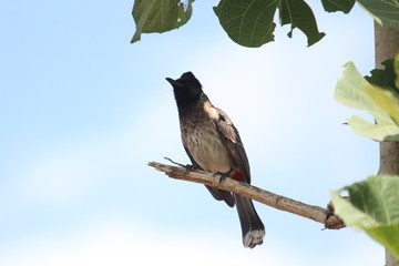 Red Vented Bulbul bird sitting on the tree