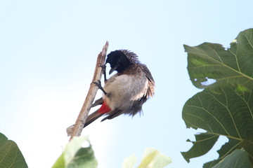 Red Vented Bulbul bird sitting on the tree