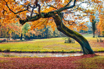 Old oak tree in Muskau Park, UNESCO World Heritage Site. Captivating morning scene of Bad Muskau town square, Upper Lusatia region, Saxony, Germany, Europe. Beauty of nature concept background.