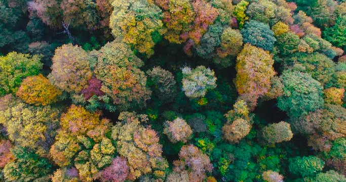 Aerial motion view of multi color forest in autumn. Camera slowly starts looking up in the sky
