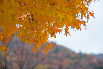 Maple leaves orange and red In summer the leaves change color at Nikko in Japan
