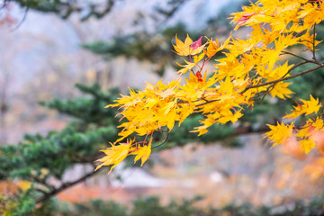 Fototapeta na wymiar Maple leaves orange and red In summer the leaves change color at Nikko in Japan