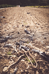 terre desertique