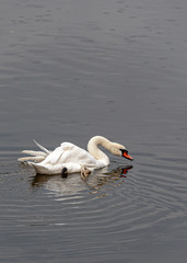 Swan with old feathers in the rain.