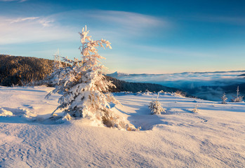 Attractive morning scene in the mountain forest. Spectacular winter landscape of Carpathian mountains. Beauty of nature concept background.