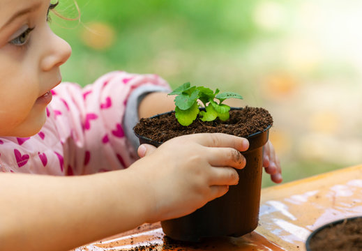 View of toddler child planting young beet seedling in to a fertile soil.