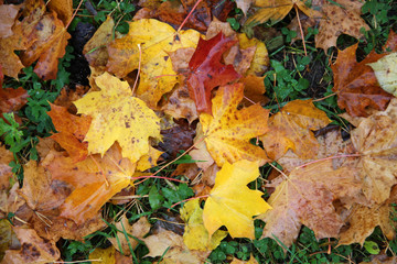 Colorful autumn leaves on wet ground