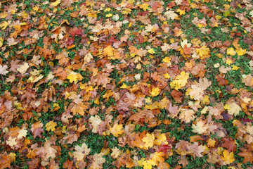 Colorful autumn leaves on wet ground