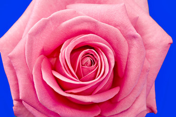 fleurs : rose portrait