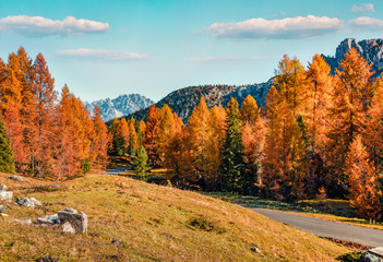 Calm sunny view of Dolomite Alps with empty asphalt road and yellow larch trees.Marvelous autumn scene of Giau pass, Italy, Europe. Traveling concept background.