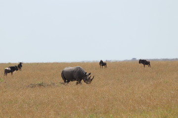 Rhino and wildebeests in the african savannah.