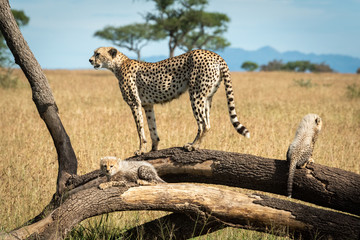 Cheetah stands on branch by two cubs © Nick Dale