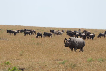 Rhino and wildebeests in the african savannah.