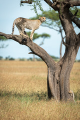 Cheetah stands on branch with cub below