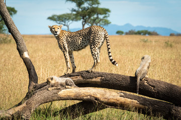 Cheetah stands on branch with two cubs
