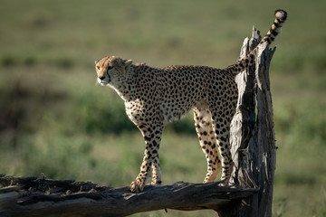 Cheetah stands on dead branch in sunshine