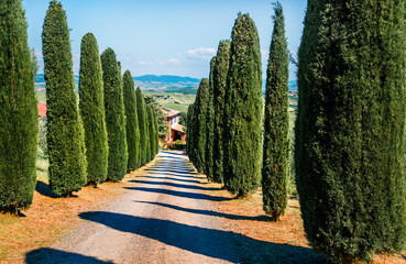 Classic Tuscan view with cypress trees. Colorful summer view of Italian countryside, Italy, Europe. Beauty of countryside concept background.